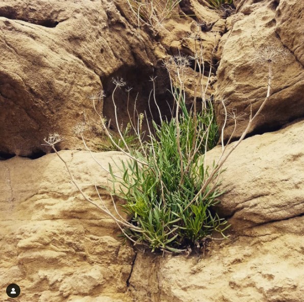 Rock samphire at Sudbrook